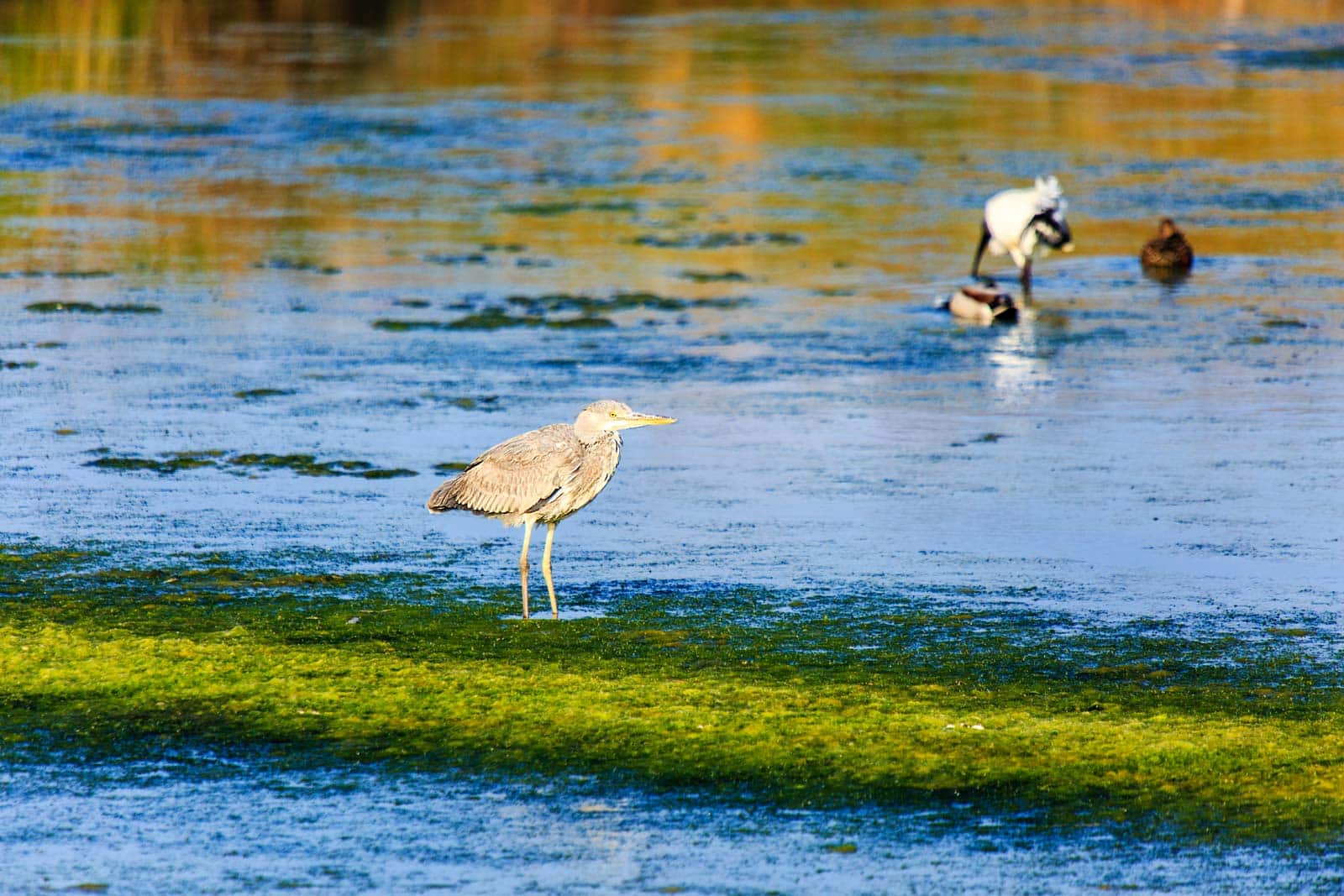 heron cendre - Sel et Fleur de Sel de Guérande IGP